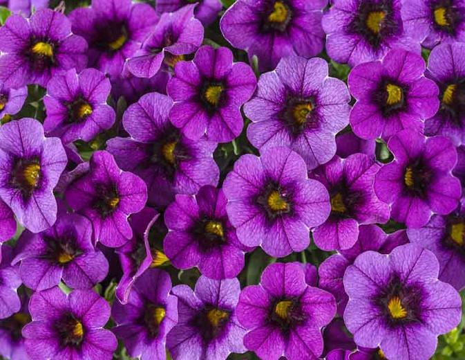 Calibrachoa 'Superbells Grape Punch', Superbells Grape Punch Calibrachoa, Mounding Calibrachoa, Trailing Calibrachoa, Purple Calibrachoa, Purple Flowers